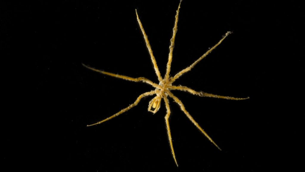 spider