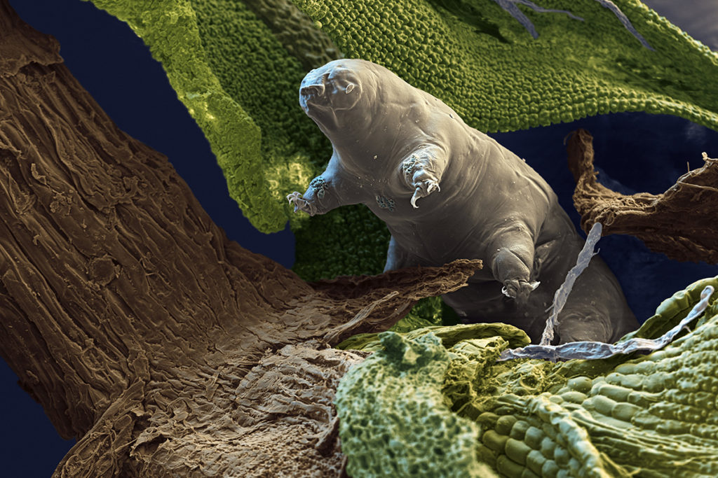 tardigrades