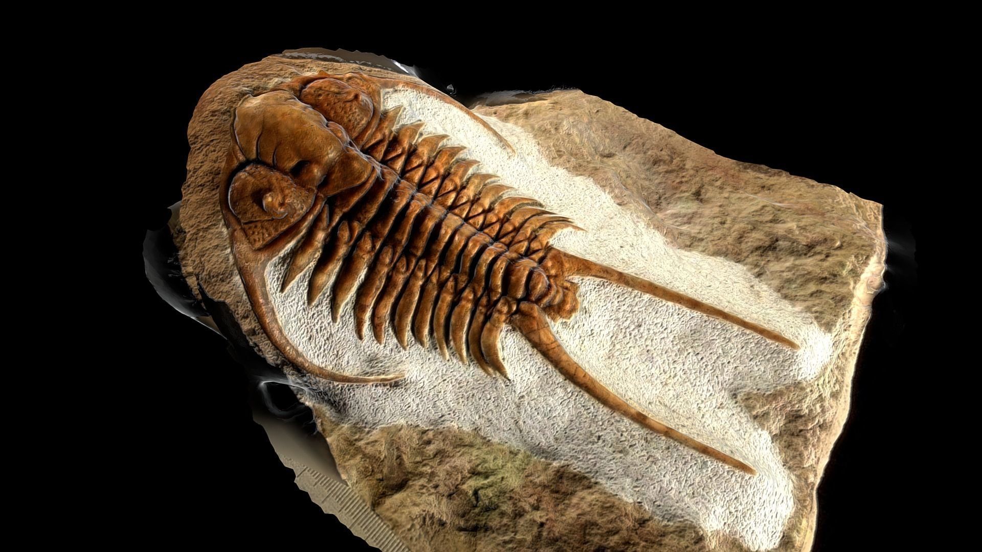trilobite-fossil-paraceraurus-exsull-3d-model-low-poly-fbx