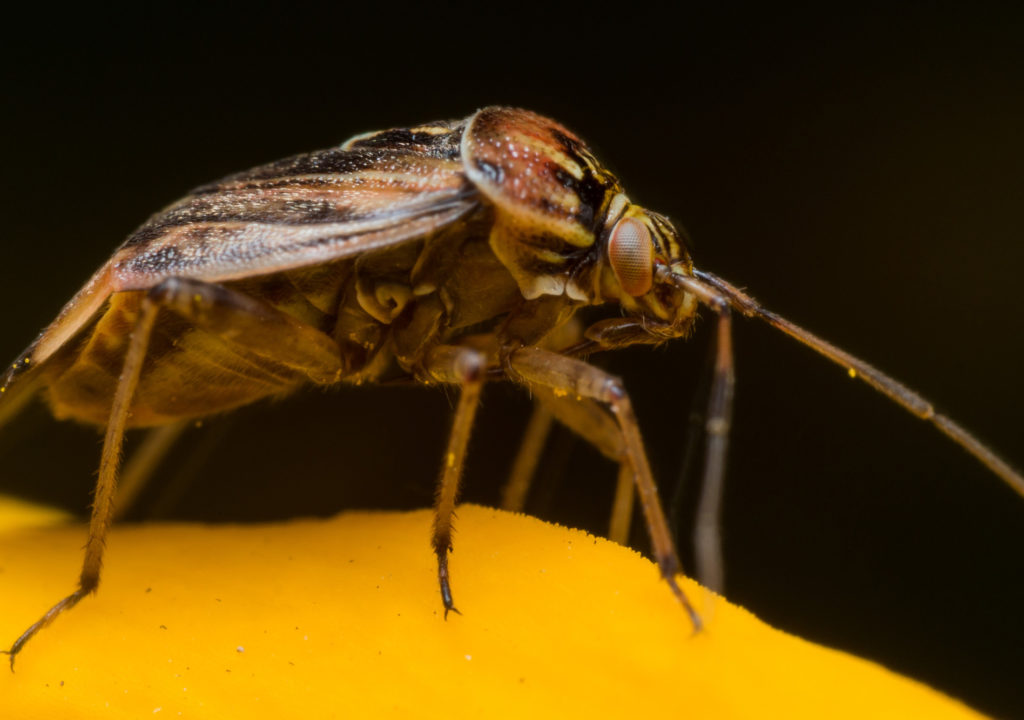 western-tarnished-plant-bug
