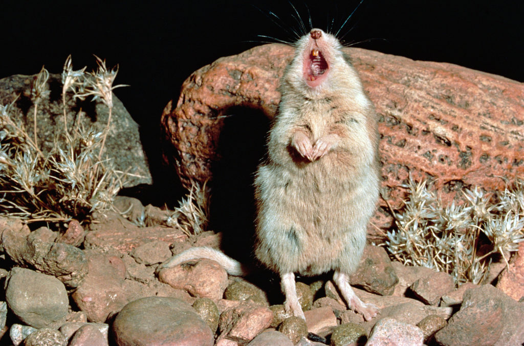 whistling-animals-mice