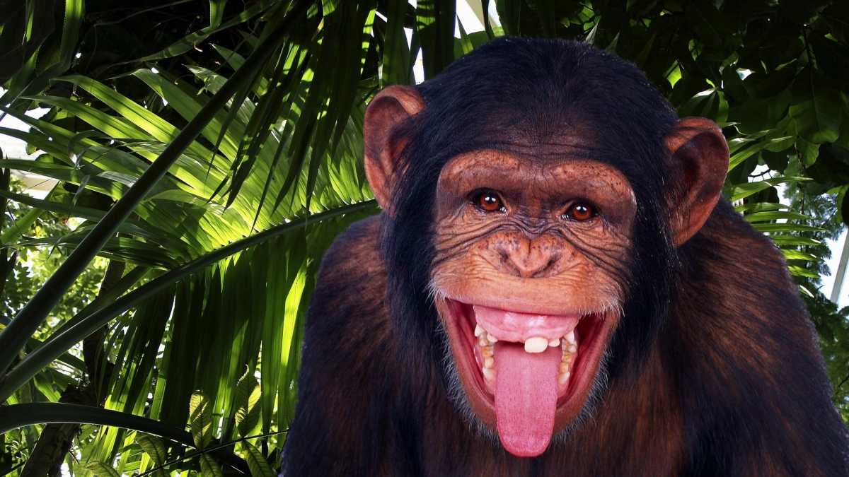 Реферат: Человекообразные обезьяны