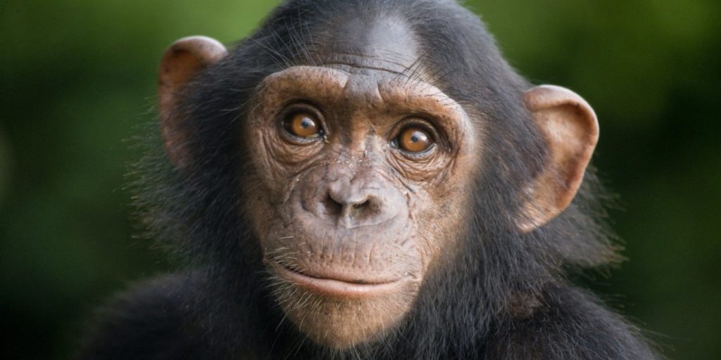 1482351375_o-chimpanzee-facebook