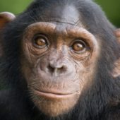 1482351375_o-chimpanzee-facebook