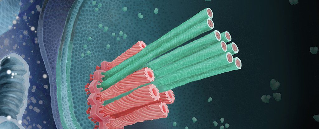 bacteria-guns-0