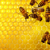 bees-on-honeycomb-1