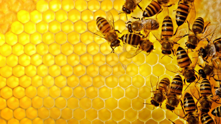 bees-on-honeycomb-1