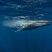 content-1503583996-blue-whale