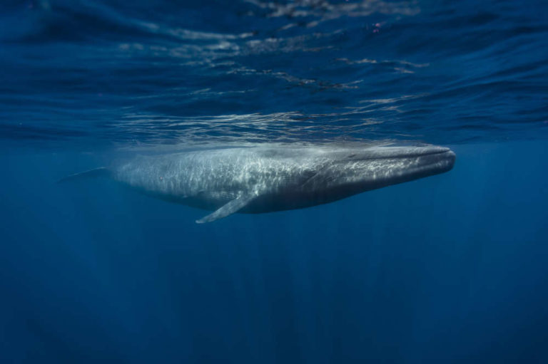 content-1503583996-blue-whale