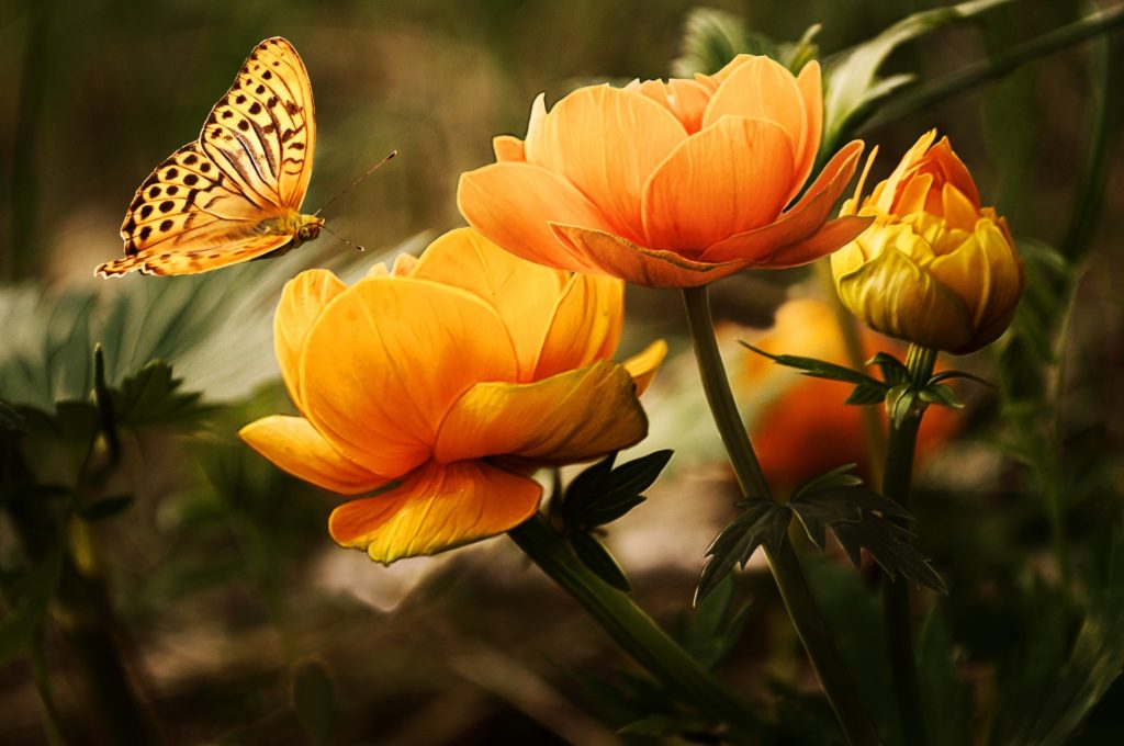 flower0