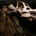 В Аргентине обнаружили и описали самых больших сухопутных динозавров в мире
