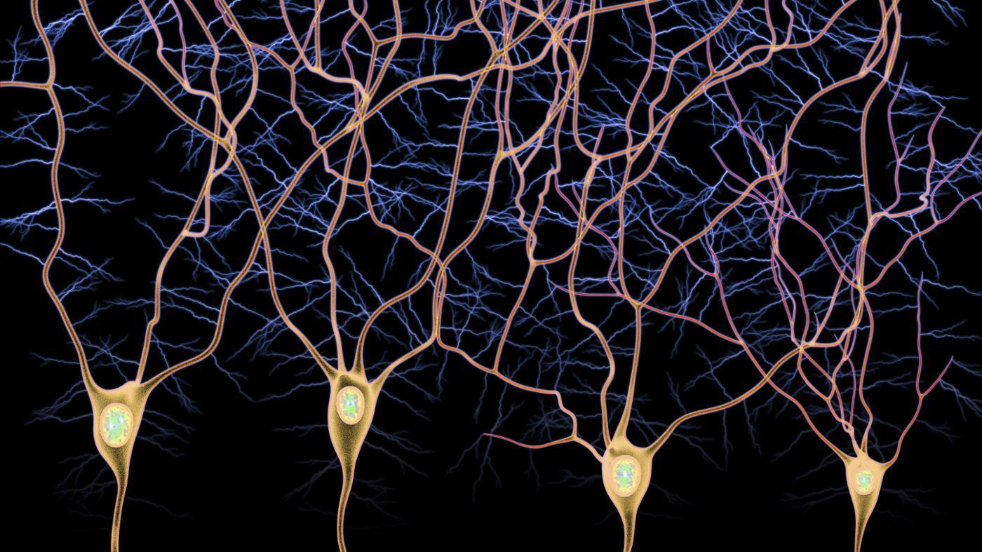 Клетки мозга восстанавливаются. Afferent Neyron. Нейронные связи головного мозга. Нервные клетки головного мозга. Нейронная цепочка.