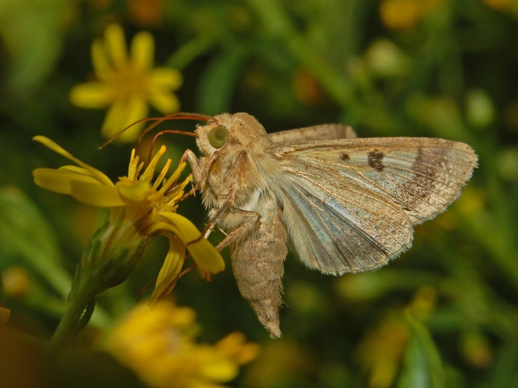 noctuidae_-_helicoverpa_armigera