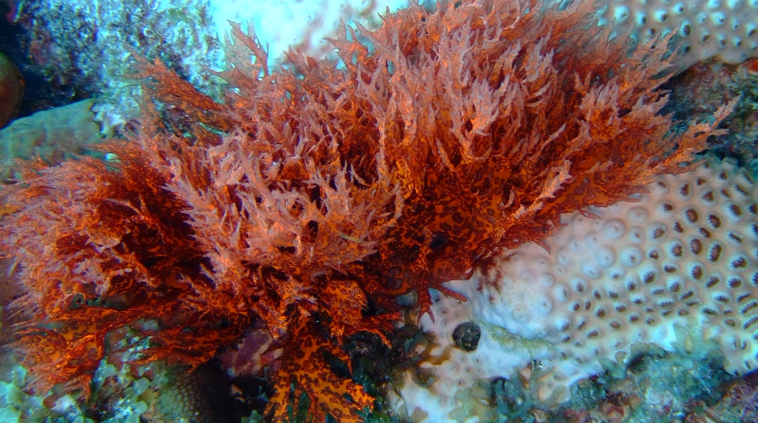 red-algae