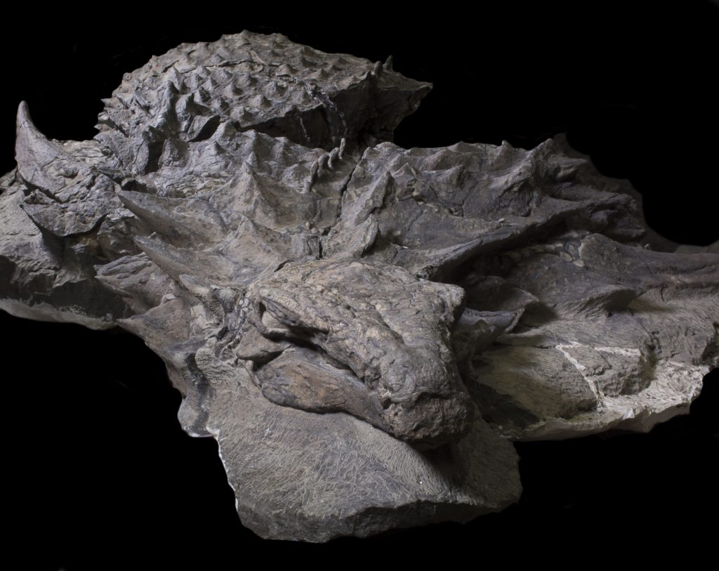 rtmp_gfd_nodosaur-uprepared
