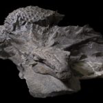 В Канаде обнаружили динозавра с защитным «камуфляжем»
