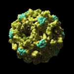 Ученые впервые сняли фильм про заражение живой клетки вирусом