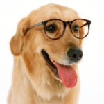 Насколько умен ваш пес?
