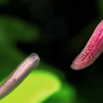 Ученые смоделировали деление плоских червей