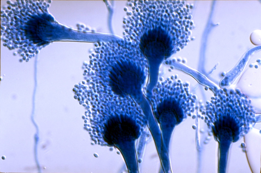 a_fumigatus_s