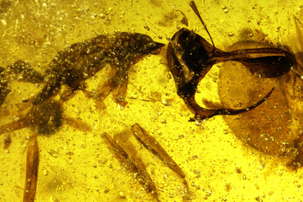 buph-03_03-ant-end-2x