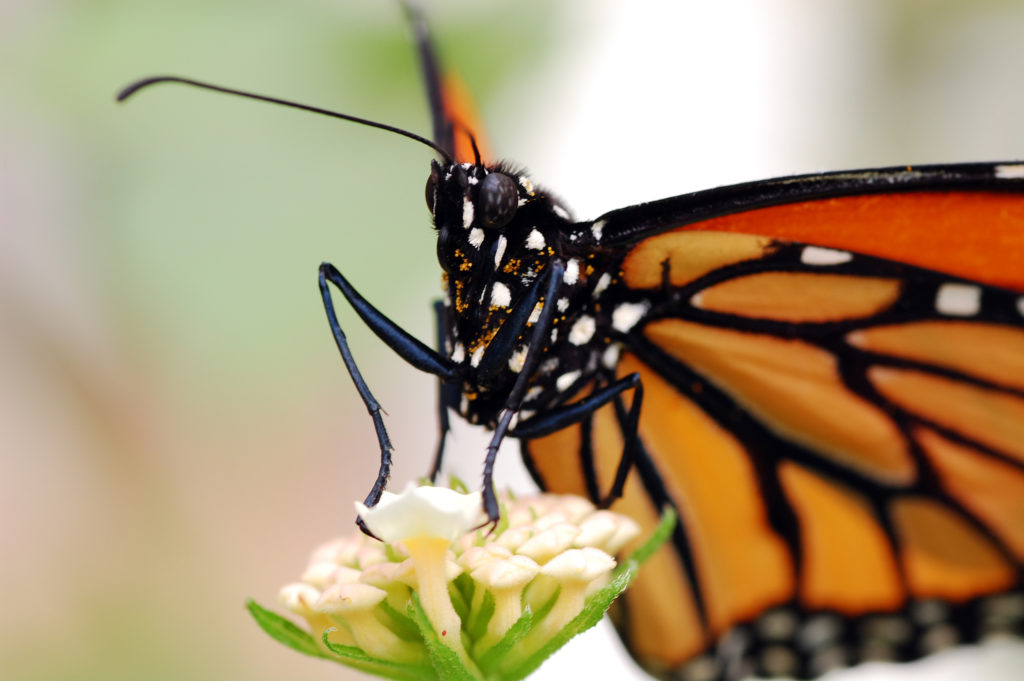 danaus_plexippus_portrait