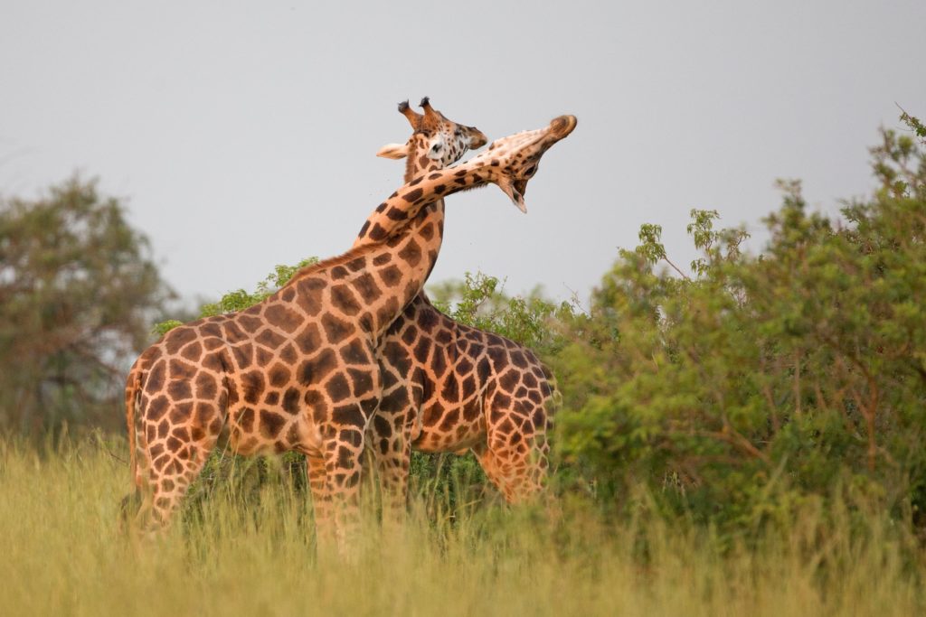 mar2017_a08_giraffes