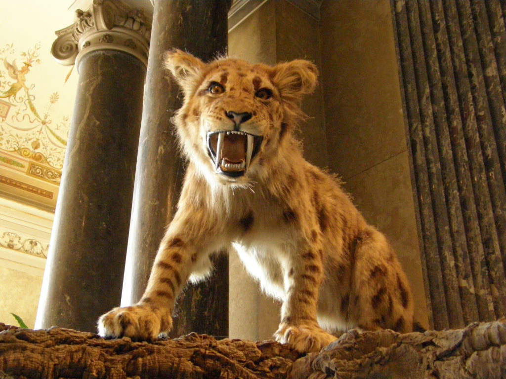 megantereon_cultridens
