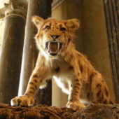 megantereon_cultridens