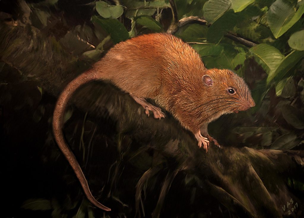 ratte-uromys-vika