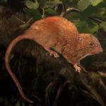 На Соломоновых островах нашли гигантскую крысу, упоминаемую в легендах