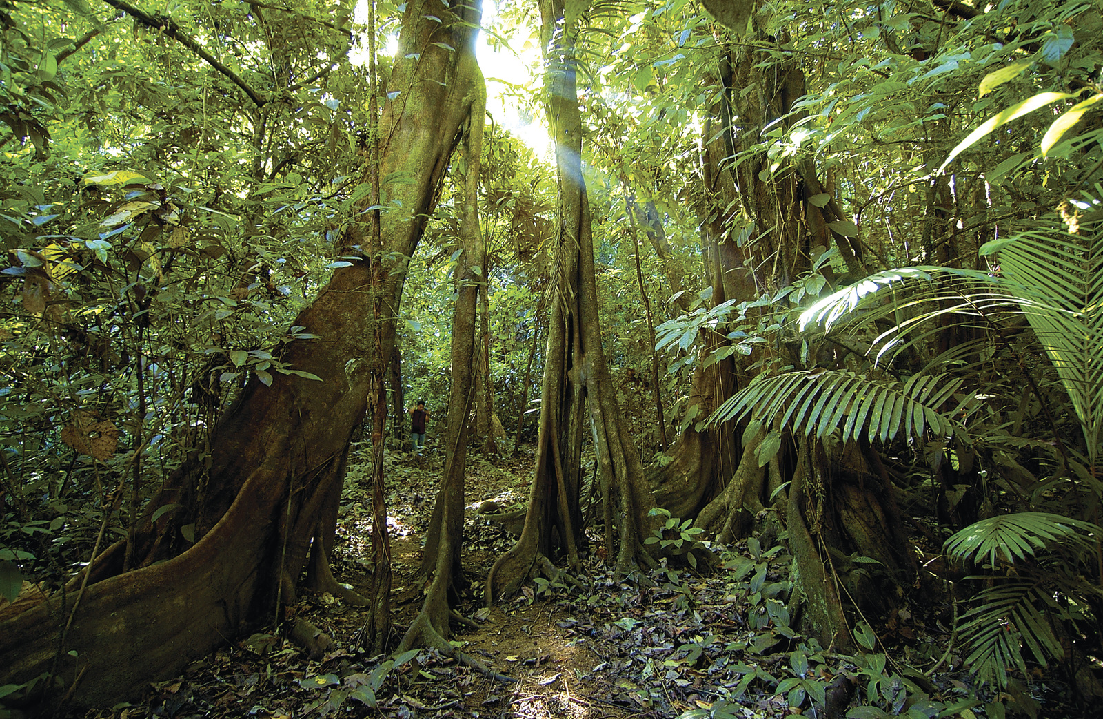 лес тропики