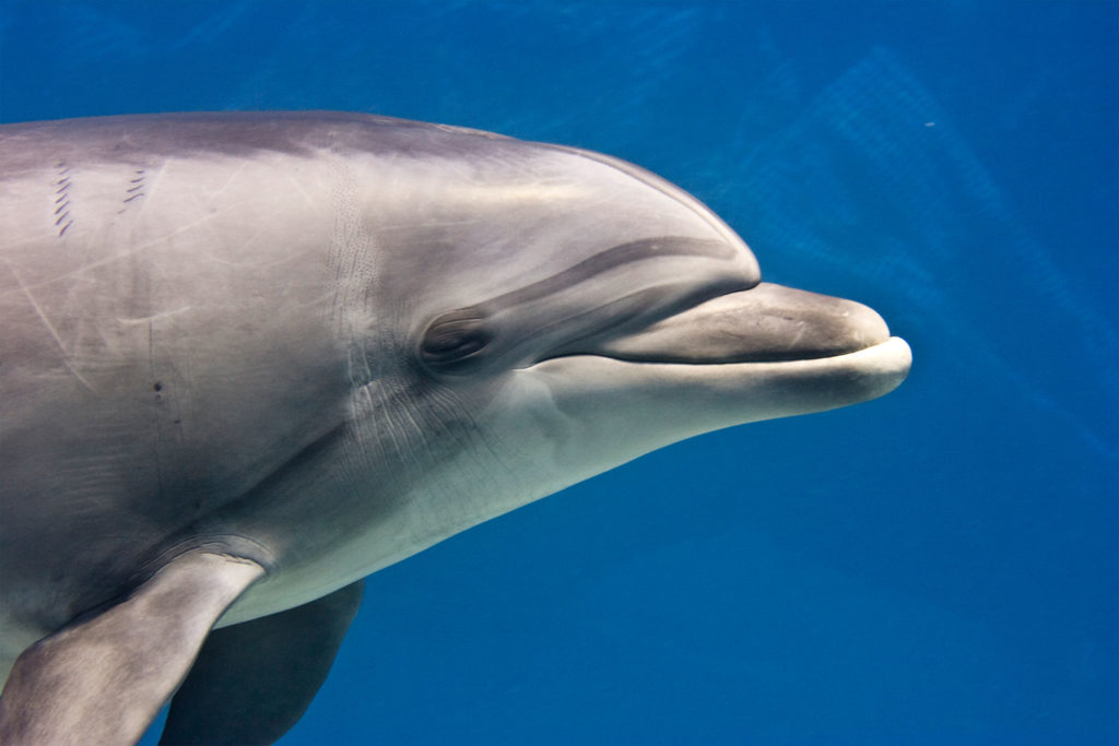 01-black-sea-bottlenose-dolphin