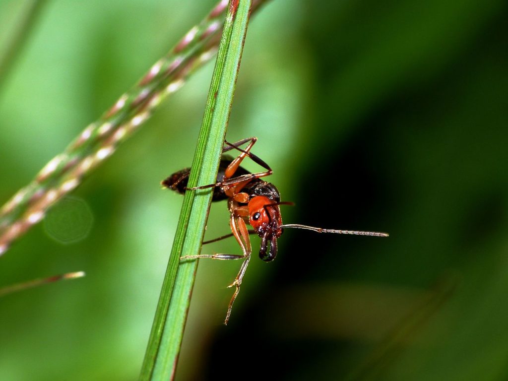 1280px-formicidae_solenopsis_invicta_8248285394