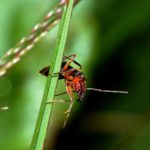 Псориаз предложили лечить муравьиным ядом