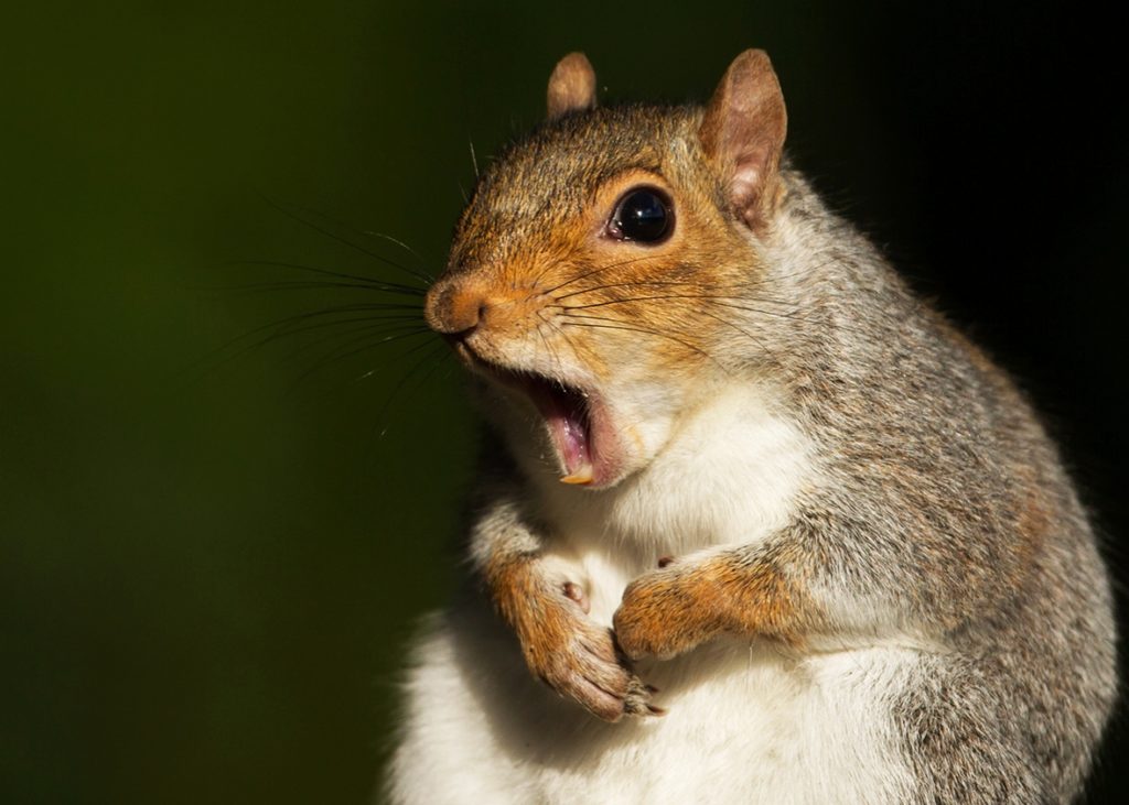 160511_sci_frustrated-squirrel