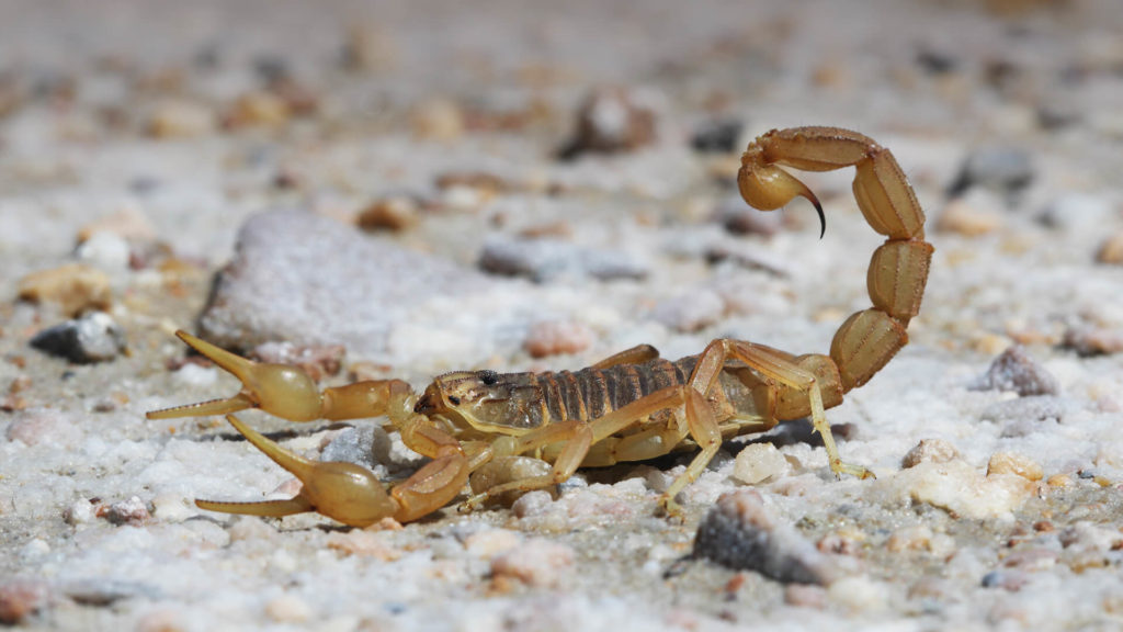 animals_hero_scorpion