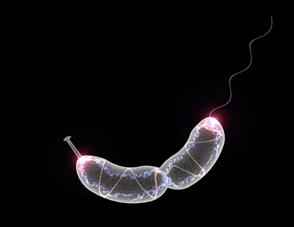 caulobacter-791x1024