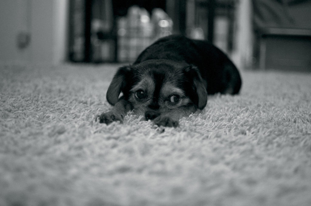 dog-in-rug