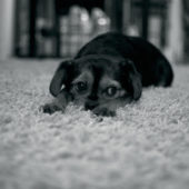dog-in-rug