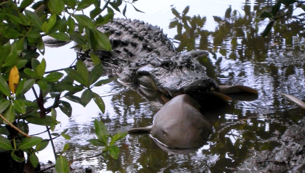 gator-shark