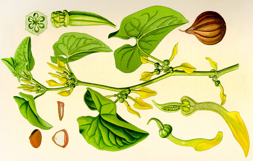 kirkazon-lomonosovidniy_2_large