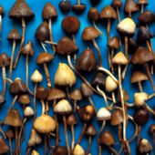 magic-mushrooms