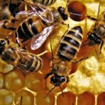 В меде со всего мира нашлись вредные для пчел пестициды