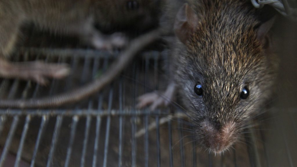 rat
