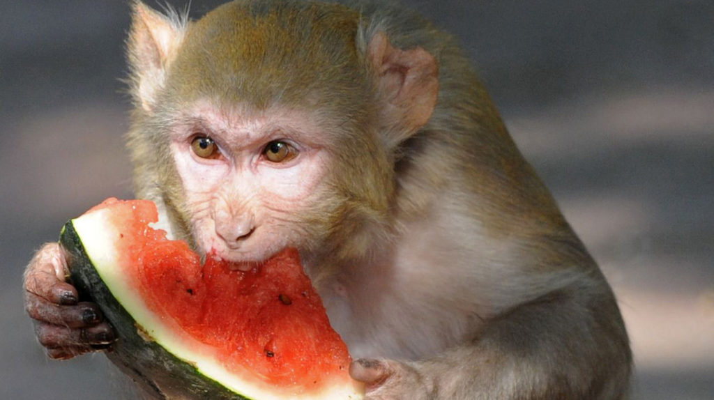 rhesus-watermelon_wide-2722cd52124a5b76f5eb83695a0d532443c82bd4