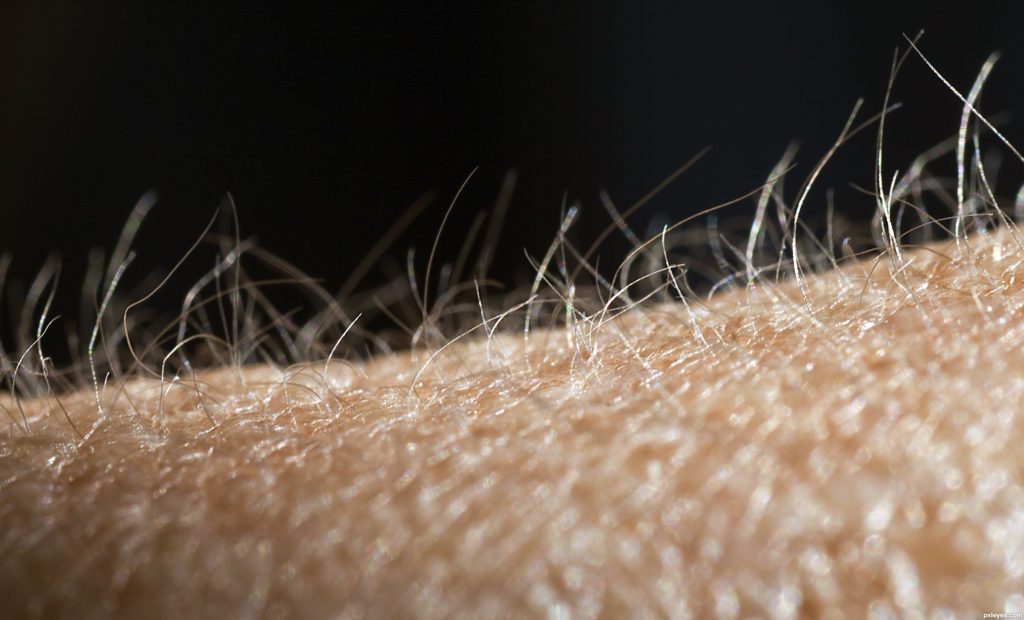 skin