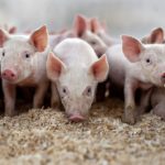 Генетики создали «обезжиренных» свиней