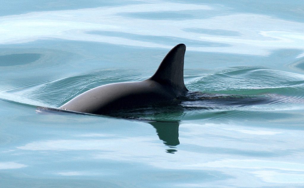 vaquita