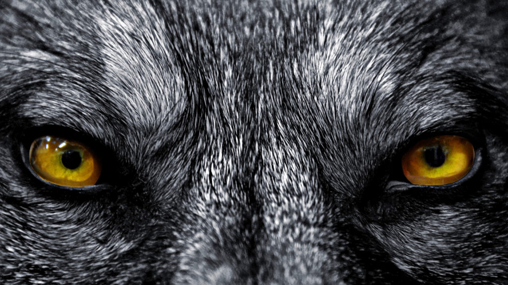 wolf-eyes-wallpaper